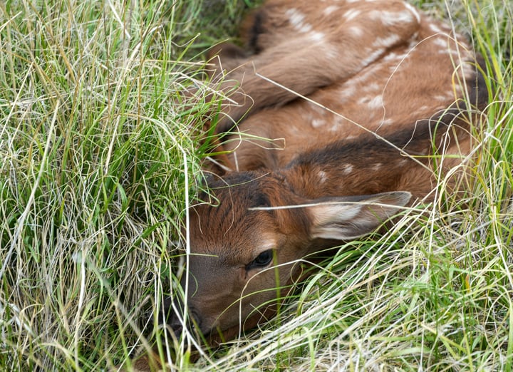 Baby Animal 1